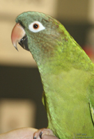 parrot1