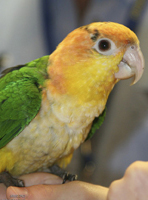 parrot2