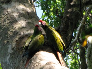 Nest in Banderas bay
