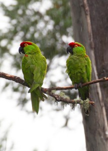 thickbilledparrot-215x300