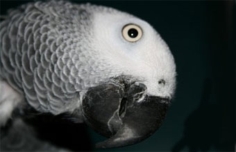 koko