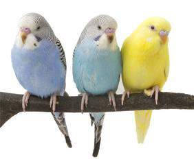 budgies